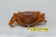 藏品(拉氏清溪蟹)的圖片